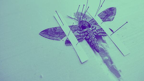 Killing Beautiful Moths