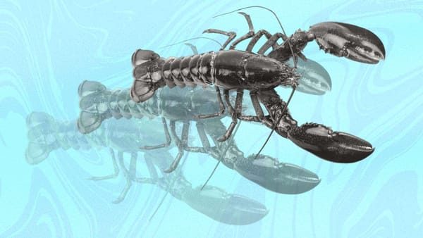 “Consider the Lobster,” Considered